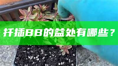 扦插BB的益处有哪些？