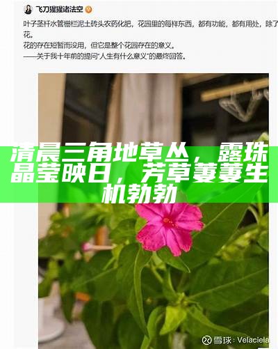清晨三角地草丛，露珠晶莹映日，芳草萋萋生机勃勃