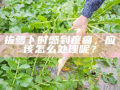 拔萝卜时感到疼痛，应该怎么解决呢？